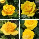 Double Yellow Rose Flower 100 Seeds