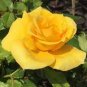 Double Yellow Rose Flower 100 Seeds