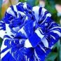BLUE STRIPE ROSE RARE ROSE ROSE BUSH BLUE WHITE DRAGON 760 Seeds