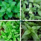 Heirloom Peppermint Mint Herb 100 Seeds