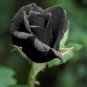 Black Rose Shrub Perennial Flower 800 Seeds