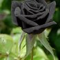 Black Rose Shrub Perennial Flower 800 Seeds