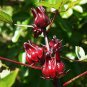 Chinese Hibiscus sabdariffa Roselle Herbal Bonsai 40 Seeds