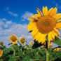 Ornamental Sunflower 50 Seeds