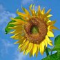 Ornamental Sunflower 50 Seeds
