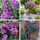 'Qi pai' Purple Big Blooms Rose Tree 100 Seeds