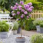 'Qi pai' Purple Big Blooms Rose Tree 100 Seeds