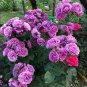 'Qi pai' Purple Big Blooms Rose Tree 100 Seeds