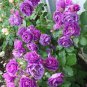 'Qi pai' Purple Big Blooms Rose Tree 100 Seeds