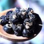 Mixed Qinhai Black & Red Ningxia Gogi Wolfberry 100 Seeds