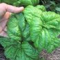Mammoth Basil 40 Seeds