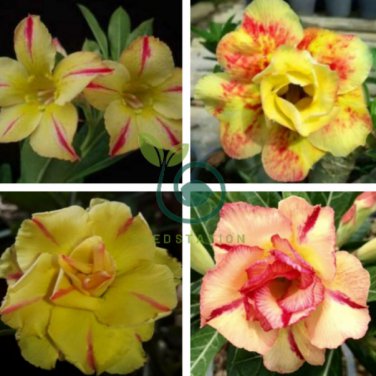 'Yellow Face' Yellow Desert Rose with Red Stripe Flower 4 Seeds