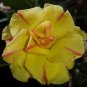'Yellow Face' Yellow Desert Rose with Red Stripe Flower 4 Seeds