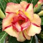 'Yellow Face' Yellow Desert Rose with Red Stripe Flower 4 Seeds