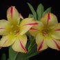 'Yellow Face' Yellow Desert Rose with Red Stripe Flower 4 Seeds