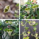 Ceropegia Woodii Flowers Bonsai Parachute 200 Seeds