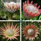 Mixed Fresh Rare Protea Cynaroides 40 Seeds