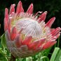 Mixed Fresh Rare Protea Cynaroides 40 Seeds