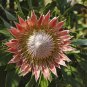 Mixed Fresh Rare Protea Cynaroides 40 Seeds