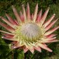 Mixed Fresh Rare Protea Cynaroides 40 Seeds