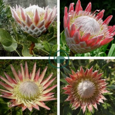 Mixed Fresh Rare Protea Cynaroides 100 Seeds