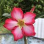 Adenium White Petals Rose Red Edge Flowers Bonsai Desert 4 Seeds