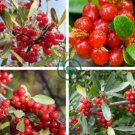 Wild Buffalo Berry Hardy Plant 40 Seeds
