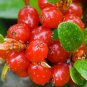 Wild Buffalo Berry Hardy Plant 40 Seeds