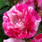 Pink Rose Red Strip Shrub Flower 100 Seeds