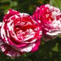 Pink Rose Red Strip Shrub Flower 100 Seeds