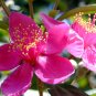 Rhodomyrtus Tomentosa Moaning Myrtle 100 Seeds