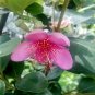 Rhodomyrtus Tomentosa Moaning Myrtle 100 Seeds