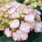 Hydrangea Light Pink Big Blooms Flowers 30 Seeds