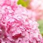 Hydrangea Light Pink Big Blooms Flowers 30 Seeds