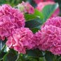Hydrangea Light Pink Big Blooms Flowers 30 Seeds