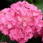 Hydrangea Light Pink Big Blooms Flowers 30 Seeds