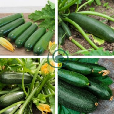 Dark Green Zucchini Summer Squash Bonsai Vegetables 16 Seeds