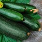 Dark Green Zucchini Summer Squash Bonsai Vegetables 16 Seeds