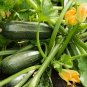 Dark Green Zucchini Summer Squash Bonsai Vegetables 16 Seeds