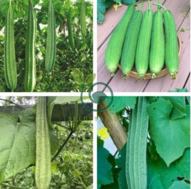 Loofah Giant Thick Climbing Sponge Gourd 16 Seeds