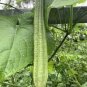 Loofah Giant Thick Climbing Sponge Gourd 16 Seeds