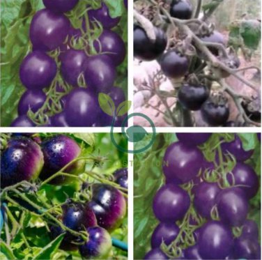 New Hybrid Purple Pearl Cherry Tomato 200 Seeds