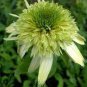 Heirloom 'Honeydew Cluster' Green Echinacea 200 Seeds