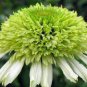 Heirloom 'Honeydew Cluster' Green Echinacea 200 Seeds