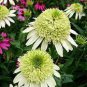 Heirloom 'Honeydew Cluster' Green Echinacea 200 Seeds