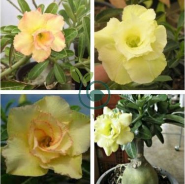 Variegated Adenium Obesum YELLOW GOLD Desert Rose Flowers 4 Seeds