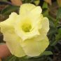 Variegated Adenium Obesum YELLOW GOLD Desert Rose Flowers 4 Seeds
