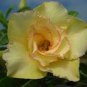 Variegated Adenium Obesum YELLOW GOLD Desert Rose Flowers 4 Seeds