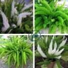 Garden Foxtail FernPurple White Mixed Colors 200 Seeds