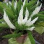 Garden Foxtail FernPurple White Mixed Colors 200 Seeds
